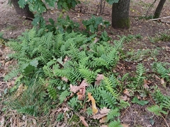 Polypodium vulgare