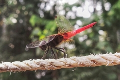 Aethriamanta brevipennis