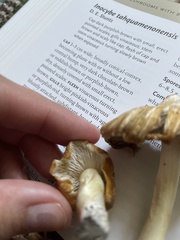 Inocybe albodisca