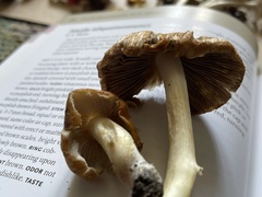 Inocybe albodisca