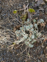 Alyssum trichostachyum