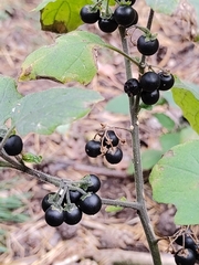 Solanum nigrum