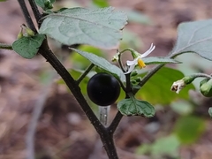 Solanum nigrum