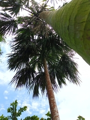 Sabal mauritiiformis