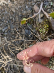 Alyssum trichostachyum