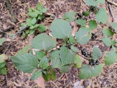 Solanum nigrum