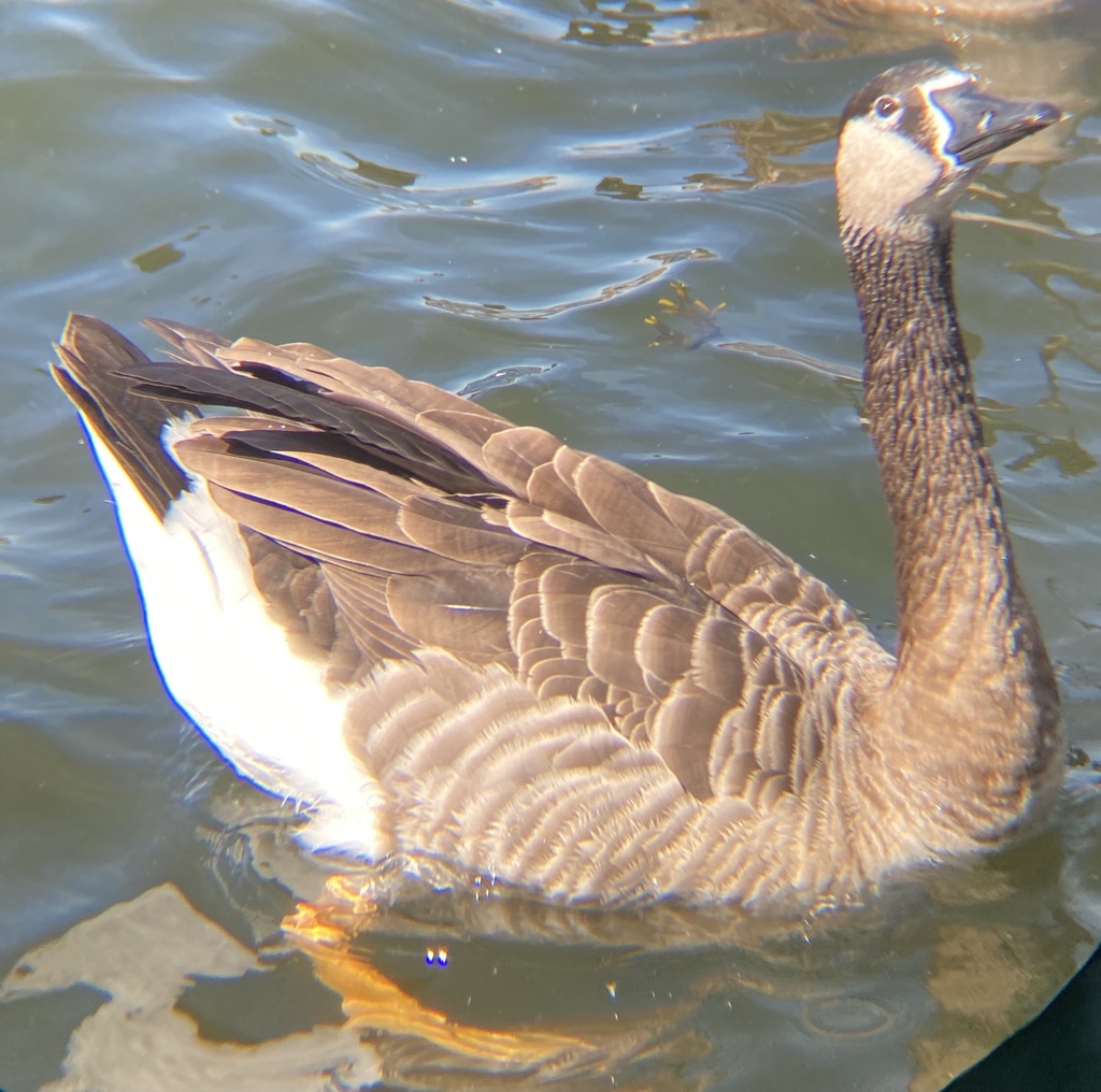 Black Geese × Grey Geese from Upper New York Bay, New York, NY, US on ...