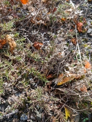 Thymus dzevanovskyi