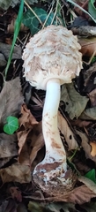 Chlorophyllum rhacodes