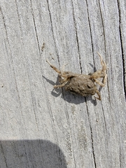 Rhithropanopeus harrisii