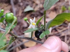 Solanum nigrum