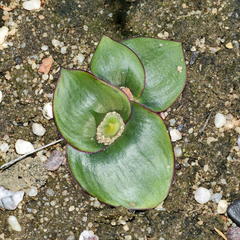 Massonia triflora