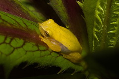 Dendropsophus sanborni