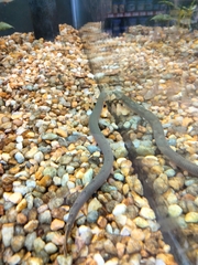 Erpetoichthys calabaricus