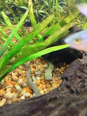 Erpetoichthys calabaricus