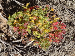 Oxalis imbricata cuneifolia
