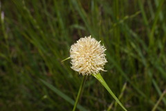 Cyperus sesquiflorus sesquiflorus