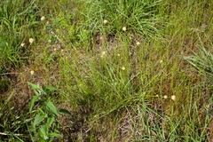 Cyperus sesquiflorus sesquiflorus
