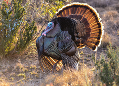 Meleagris gallopavo intermedia