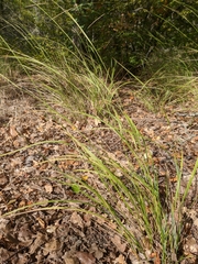Achnatherum bromoides