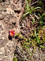 Portulaca cryptopetala