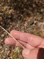 Achnatherum bromoides