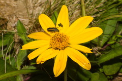 Aspilia montevidensis