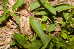 Aspilia montevidensis