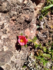 Portulaca cryptopetala