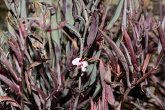 Pelargonium lanceolatum