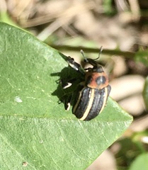 Neodiplogrammus quadrivittatus