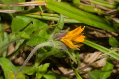 Aspilia montevidensis