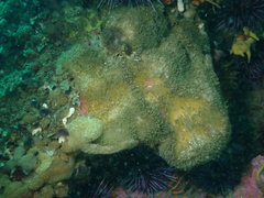 Stelletta clarella