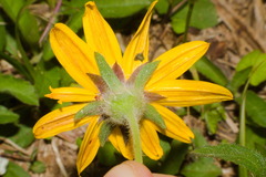 Aspilia montevidensis