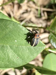 Neodiplogrammus quadrivittatus