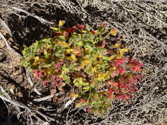 Oxalis imbricata cuneifolia