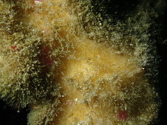 Stelletta clarella
