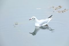 Chroicocephalus ridibundus