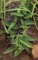 Commelina africana krebsiana