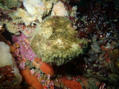 Stelletta clarella