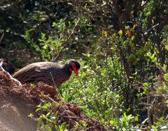 Pternistis afer castaneiventer