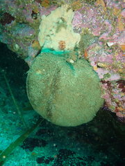 Stelletta clarella
