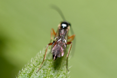 Ichneumonidae