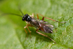 Ichneumonidae