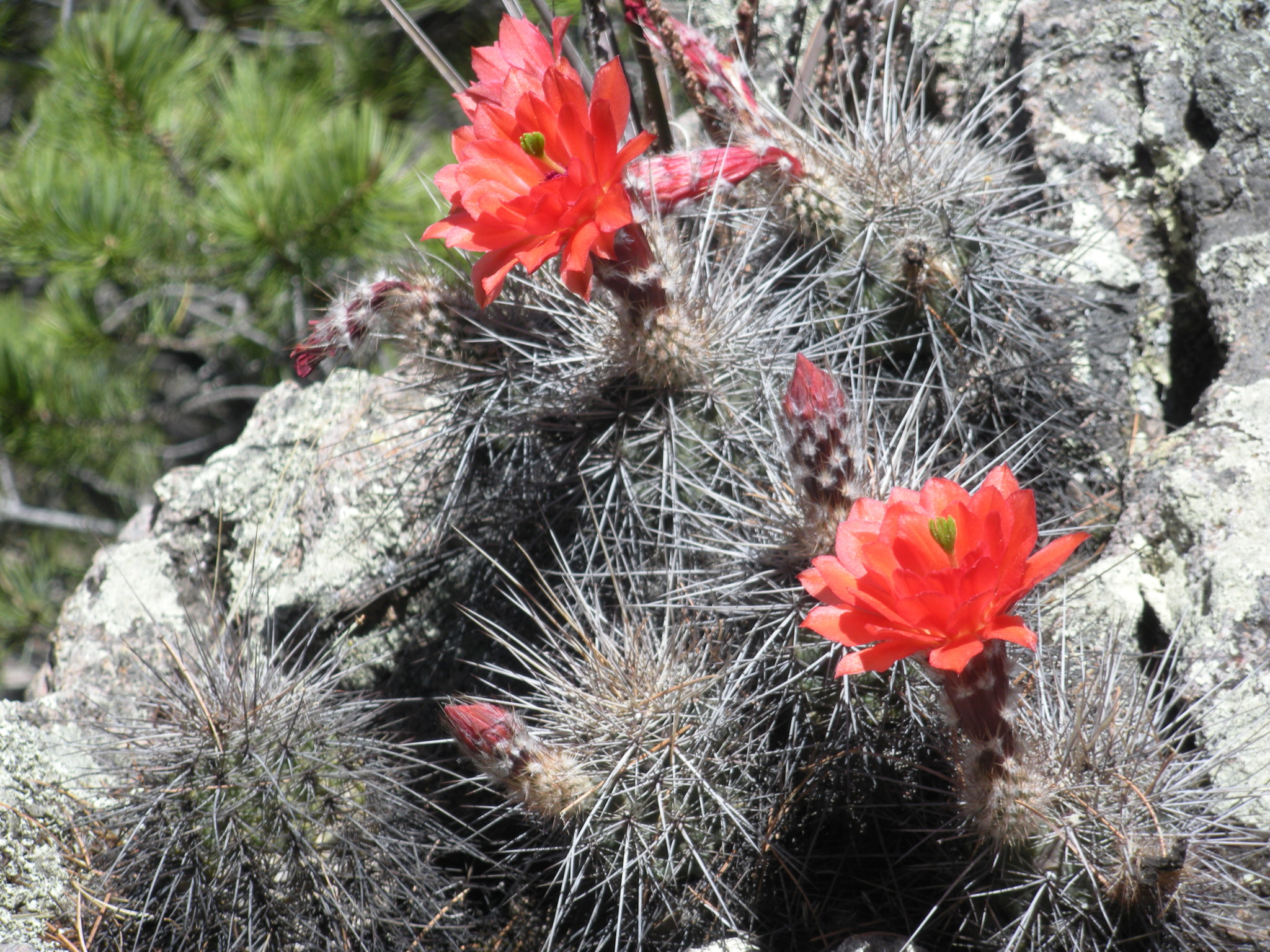 Echinocereus acifer ssp. acifer