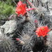 Echinocereus acifer acifer - Photo (c) Ignacio March Mifsut,  זכויות יוצרים חלקיות (CC BY-SA), הועלה על ידי Ignacio March Mifsut