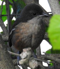 Laniarius ferrugineus ferrugineus