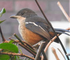 Laniarius ferrugineus ferrugineus