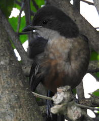 Laniarius ferrugineus ferrugineus