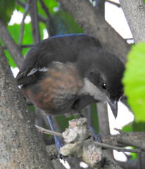 Laniarius ferrugineus ferrugineus